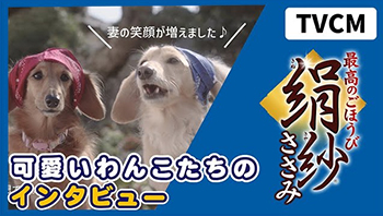 絹紗