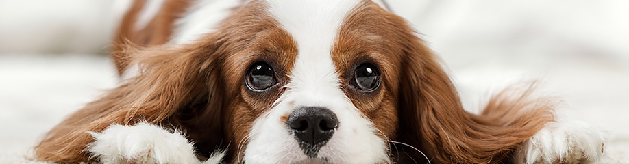 犬
