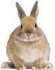 うさぎ