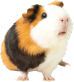 モルモット