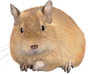 デグー
