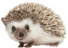ハリネズミ