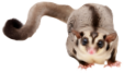 モモンガ