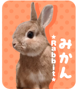 みかん