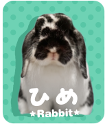 ひめ