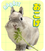 おこげ