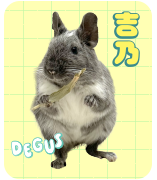 吉乃