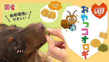 おやつコオロギ