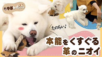 牛革トイ シリーズ