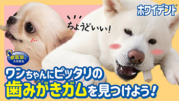 ホワイデント　歯磨き